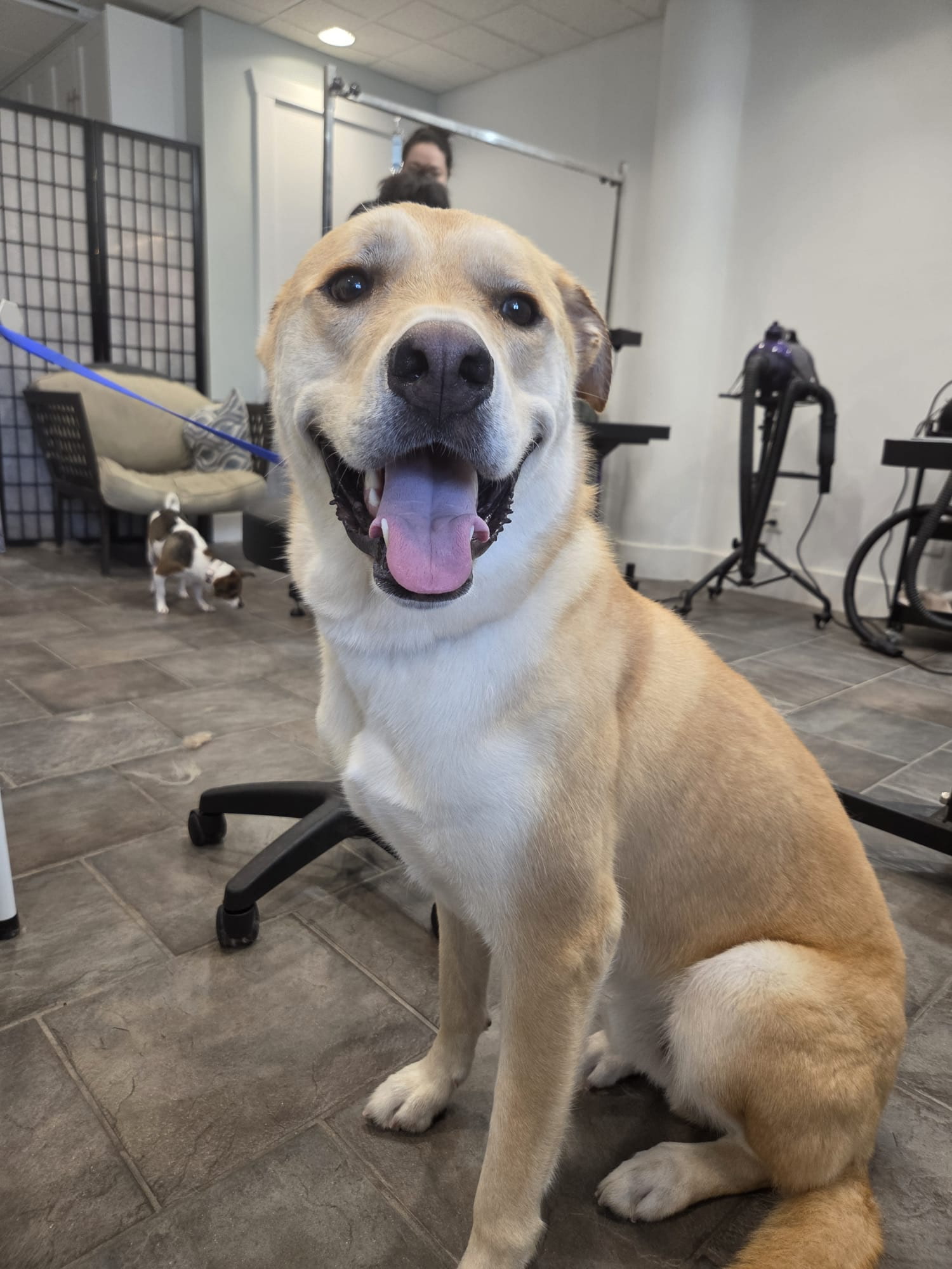 A happy tan dog sitting inside The Wag Club Salon